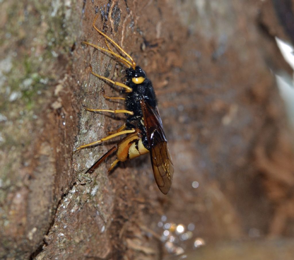 Urocerus gigas, Siricidae, femmina